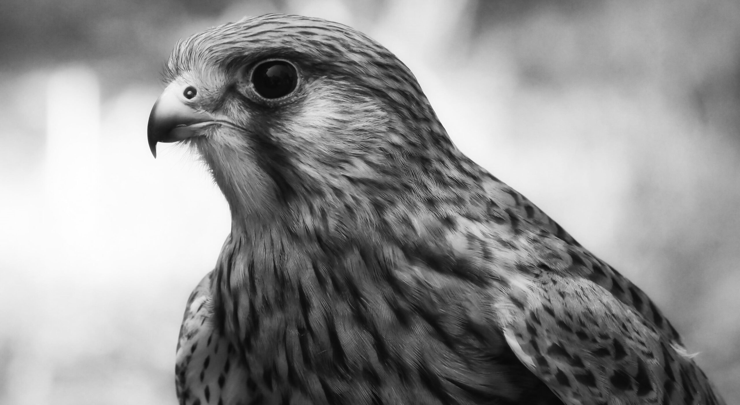 Agnieszka Mese - Horus - Art Consulting Mese